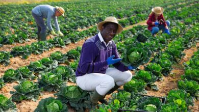 7k Kenyan farmers safeguarded by Lemonade Crypto Climate Coalition