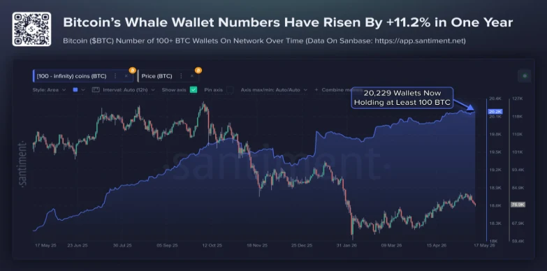 BTC Whale Wallet Numbers