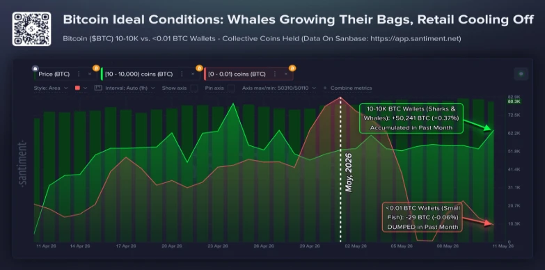 Bitcoin Whale